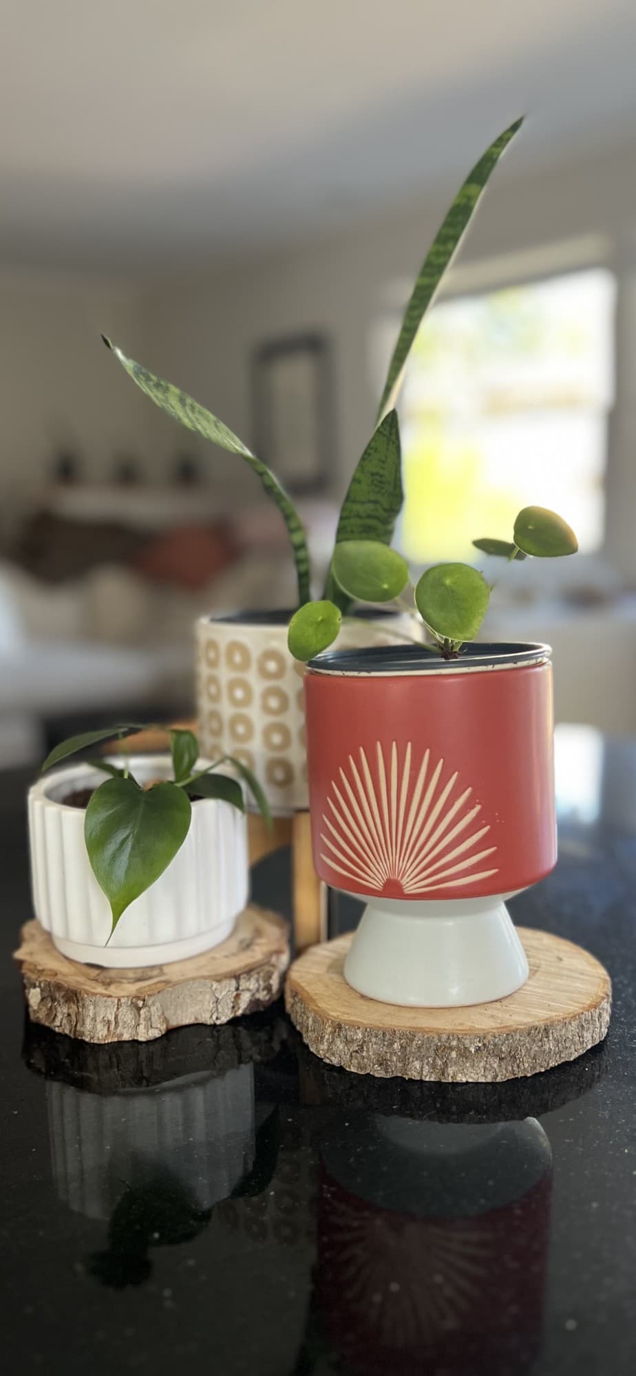 Three Vintage Vines planters with plants on wood rounds