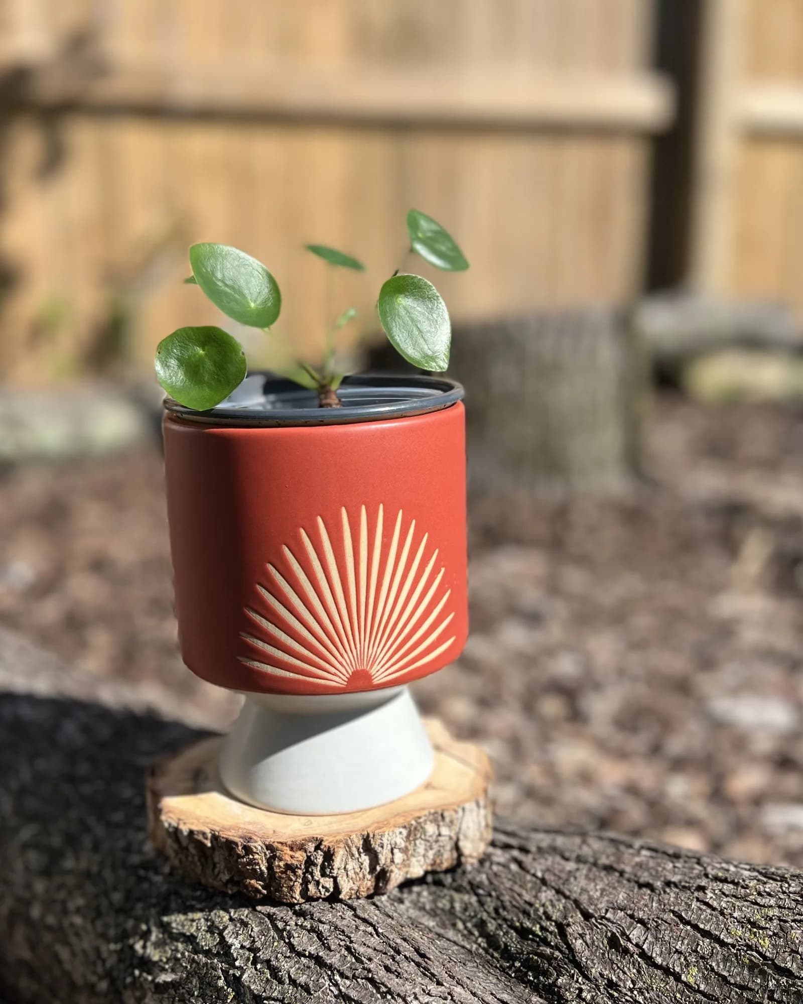 Red sunburst pedestal with pilea, Retro red pedestal with a sunburst stamp and a baby pilea. It drops pups as it grows, so you can share.