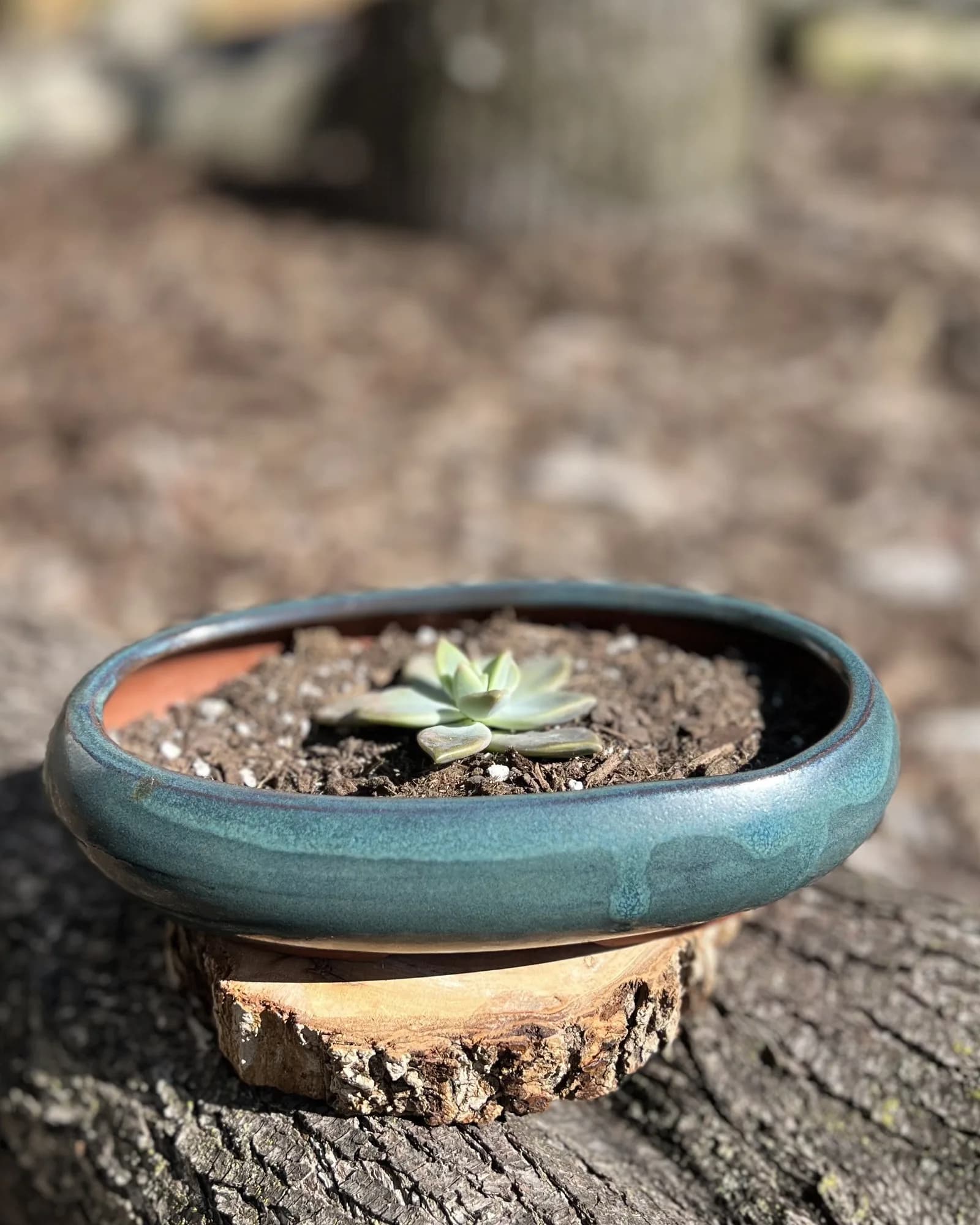 Deep blue oval planter with ghost plant, Sea-glass oval planter with a ghost plant that blushes pink in good light. About as low-maintenance as a plant gets.