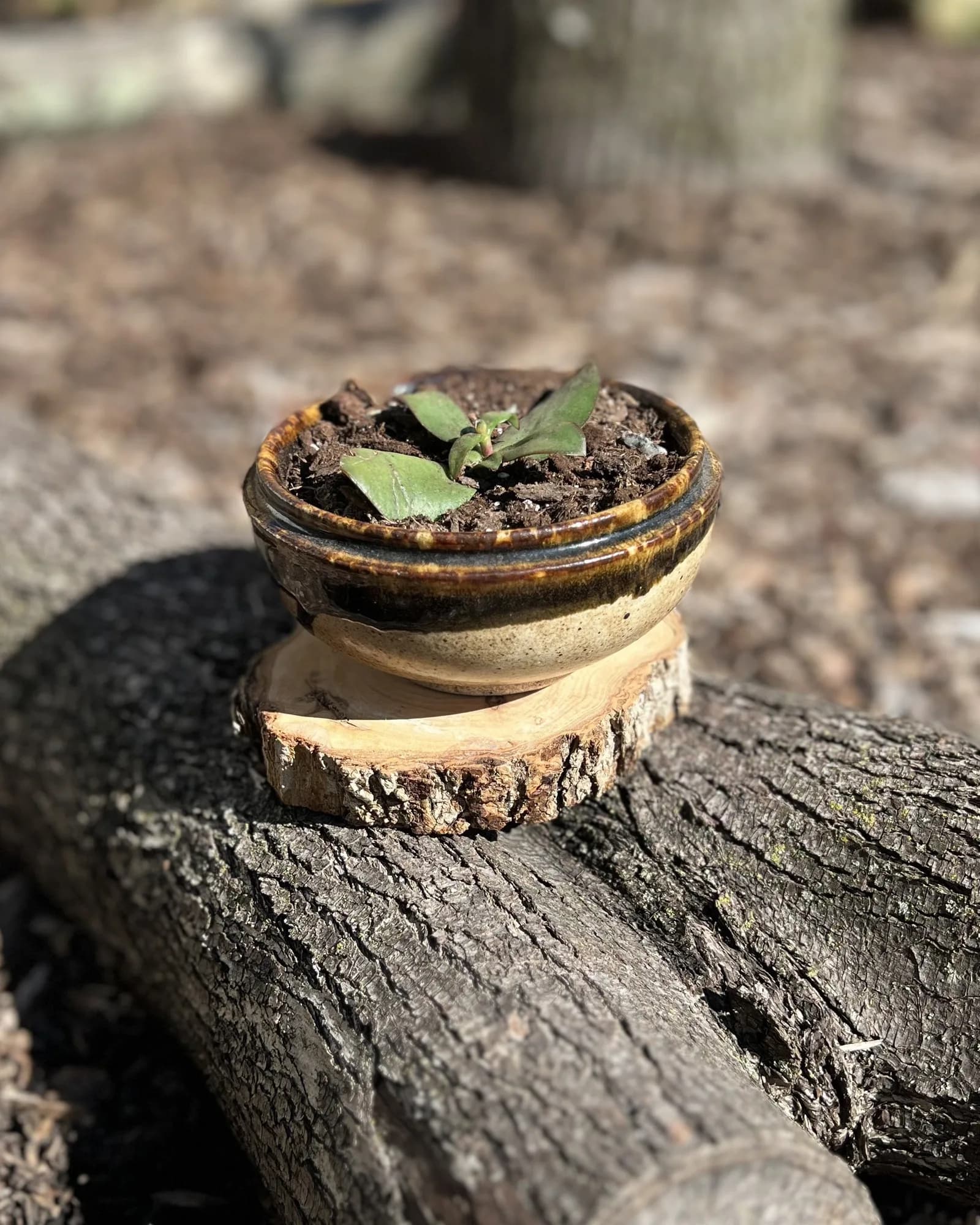 Banded midnight planter with jade, Dark banded planter with a baby jade. Water it rarely and watch it become a tree in ten years.