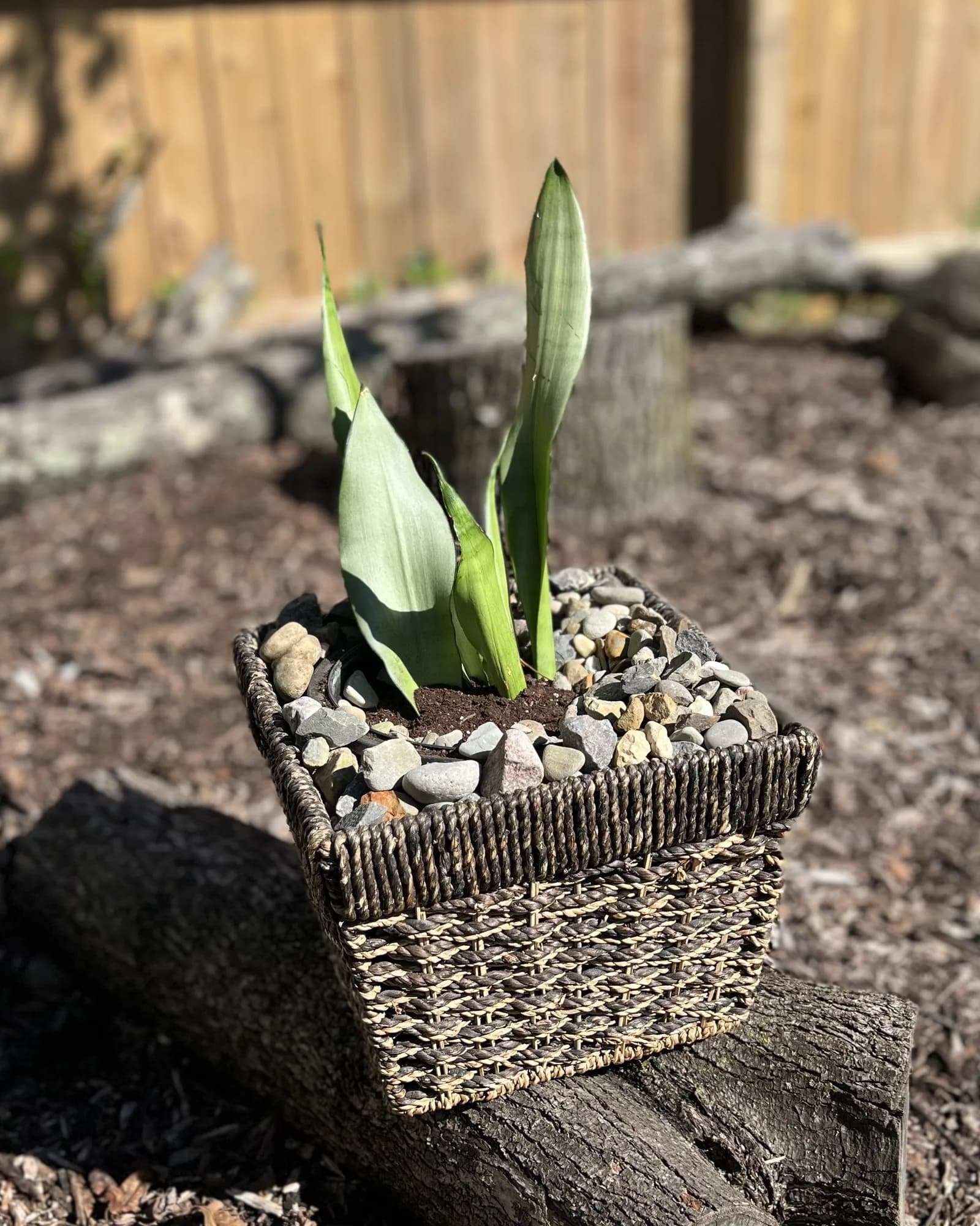 Woven basket with snake plant, Square woven basket with a snake plant and river rock top-dress. Thrives on neglect and low light.